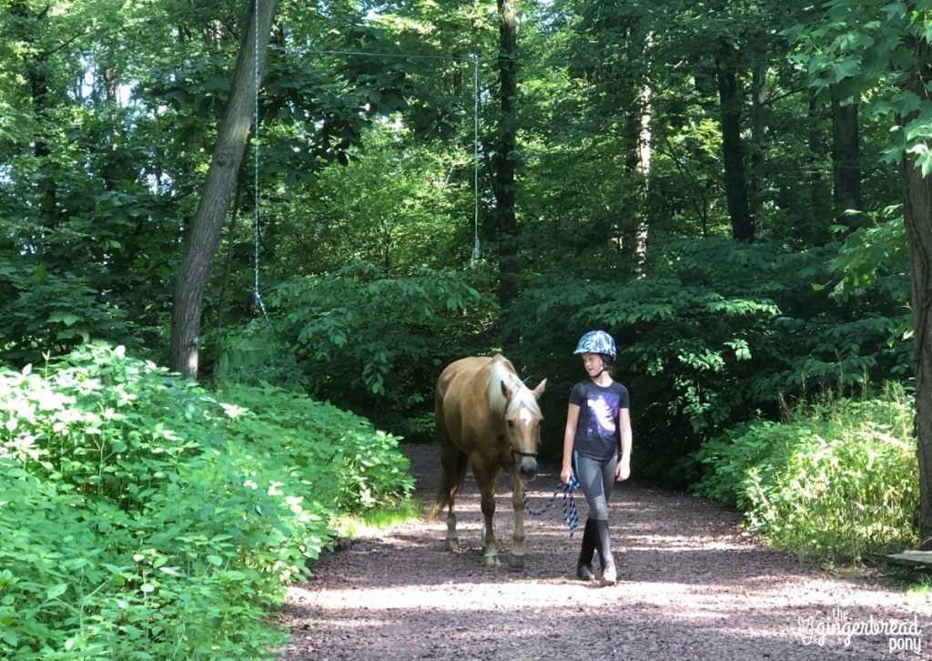 Pony walking through woods