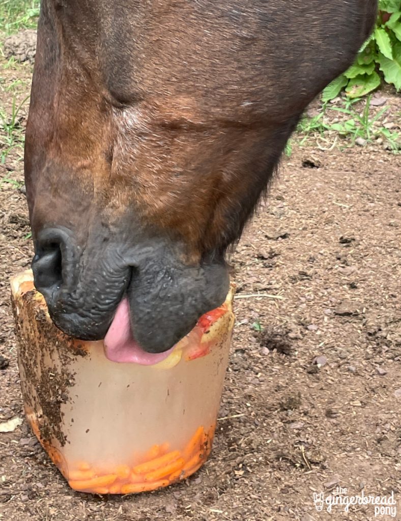 Horse licks popsicle treat