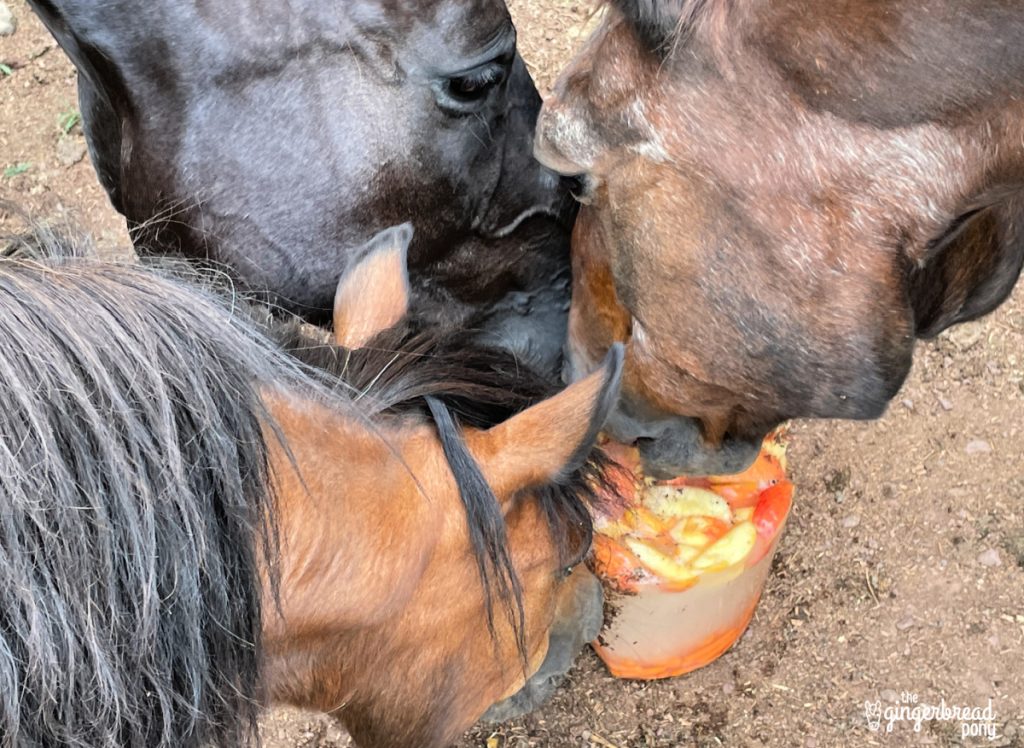 Horses enjoy popsicle treat together