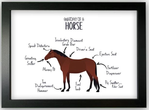 Anatomy of a Horse Pony Funny Gift